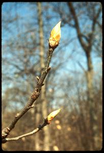 Buds of hickory tree in Madison School Forest