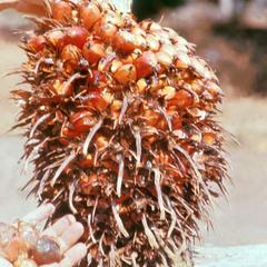 Palm Nut Cluster