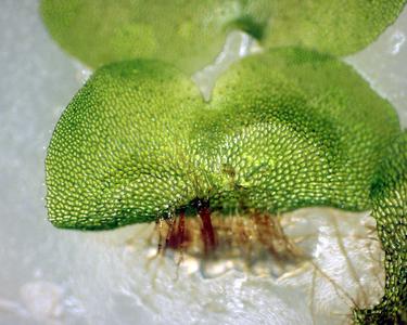 Rhizoids of fern gametophyte