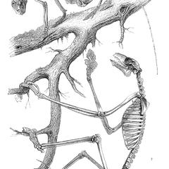 Skeleton of Spectre Tarsier and Galeopithecus