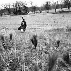 Estella Bergere Leopold carrying red pines in bucket up Sand Hill