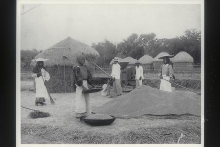Harvesting rice, 1910-1930