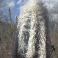 Woolly Cereus cactus, west of Zacapa