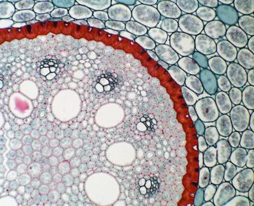 Cross section of Smilax root - pith, endodermis, cortex