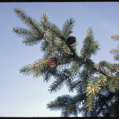 Picea glauca, white spruce branch with cones