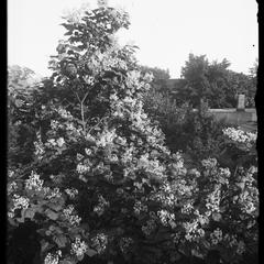 Birches - catalpa - August