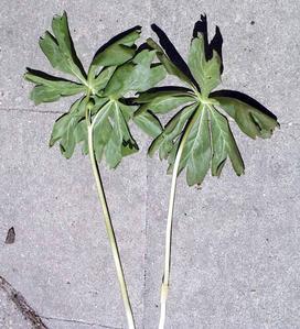 Podophyllum peltatum - two shoots : one with a single leaf, the other with two leaves and a flower