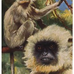 Gibbon Print