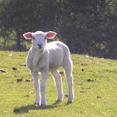 Isle of Mull, lamb in a green field