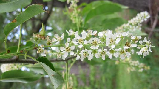 Black cherry, Prunus serotina - inflorescence