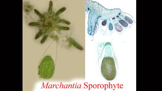 Marchantia - composite views of the sporophyte