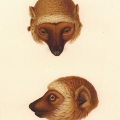 Lemur mongoz, var. rufus