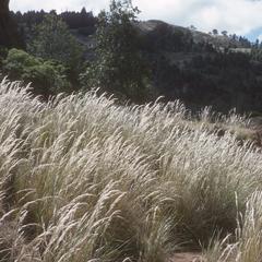 Stipa ichu grass in mountains south of Huehuetenango
