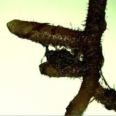 Rhizomes of Psilotum