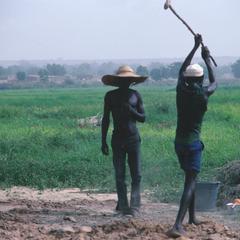 Rice Farmers Along the Niger River Near Niamey