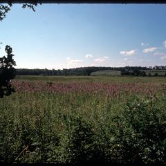 View of Greene Prairie, University of Wisconsin Arboretum