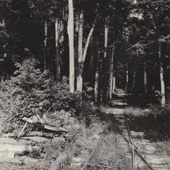 Green timber along logging line