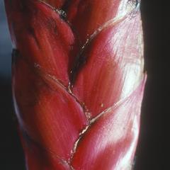 Close-up of a bromeliad, San Antonio Huista
