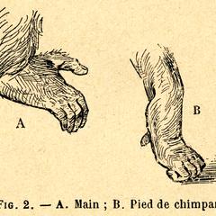 Fig. 2--A. Main; B. Pied de chimpanzé