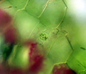 Zebrina stoma with chloroplasts