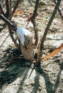 Cassava Plant and Excavated Root