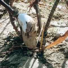Cassava Plant and Excavated Root
