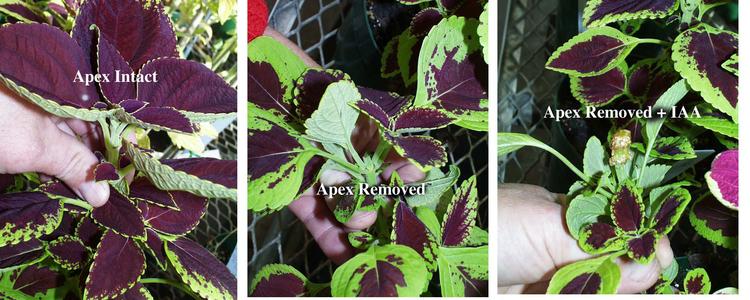 Results of apical dominance lab experiment using Coleus