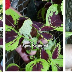 Results of apical dominance lab experiment using Coleus