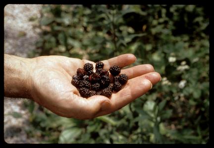 A handful of black raspberries, Madison School Forest
