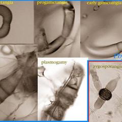 Stages of zygosporangial development