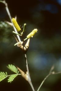 Flowers of bullhorn acacia tree at Santa Rosa National Park Headquarters