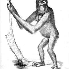 Orang outan femelle (female)