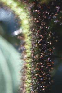 Close-up of hairs on stem of Solanum hispidum, east of La Democracia