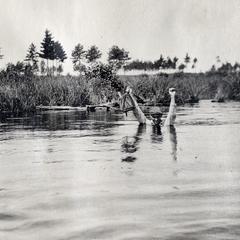 Wakefield crossing the Namakagon River