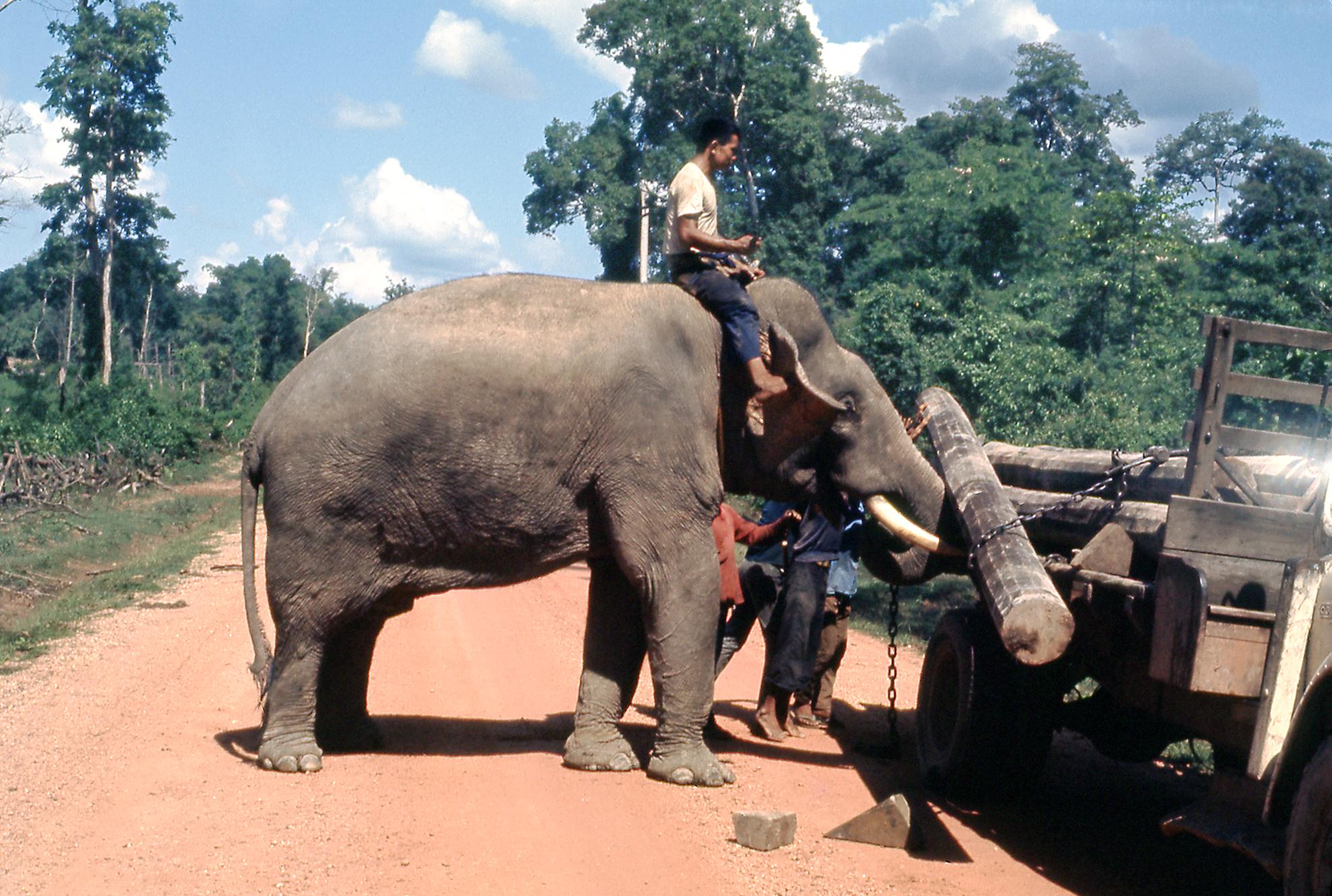 Working elephant