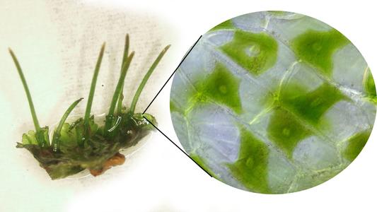 Hornwort - colony with sporophytes with insert of cellular detail