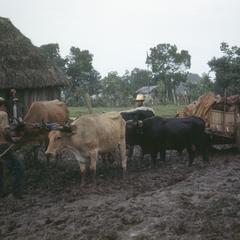 Oxcarts in Los Chiles, Costa Rica