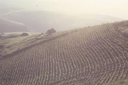 South Africa : scenery : fields of corn