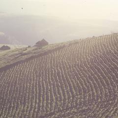South Africa : scenery : fields of corn