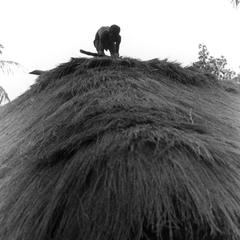 Thatching a Roof