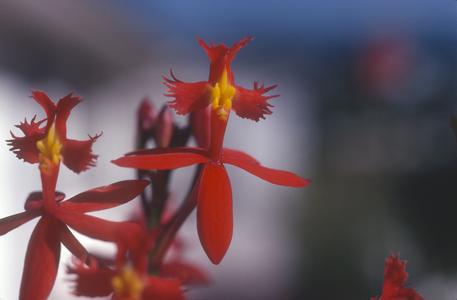 Close-up of flowers of Epidendrum orchid, Cuernavaca