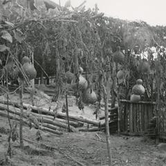 Gourds growing in a garden in Attapu Province