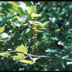 Chokecherry branch with young fruit near the Black River falls