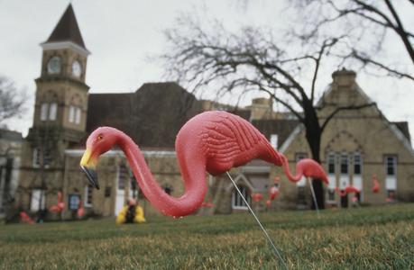 Pink Flamingoes return