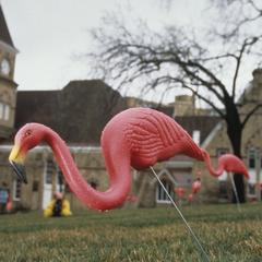 Pink Flamingoes return