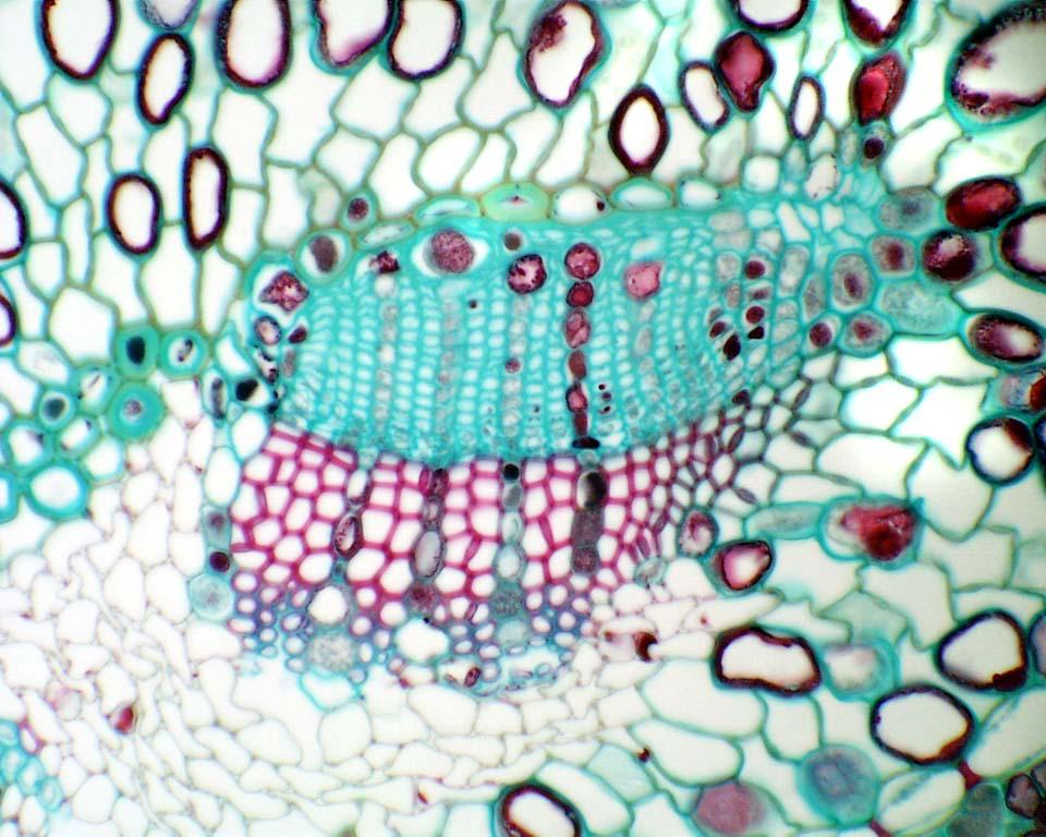 Cross section through a pine stem with view of xylem, phloem and vascular  cambium - UWDC - UW-Madison Libraries