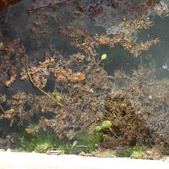Sargassum - floating mat with Ulva, Saint Augustine, Florida