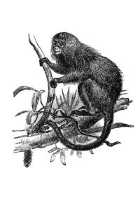 Seated Monkey Print