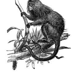 Seated Monkey Print