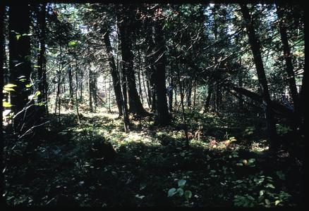 White cedars with ground layer vegetation in Brule area